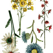 Wild Flower Botanicals